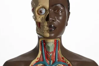 Sonderschau im Hygienemuseum: Als die DDR künstliche Menschenteile verkaufte - Heute würde man sagen: politisch korrekt. Dunkelhäutiges Anatomietorsomodell, wie es ab 1977 in den Werkstätten des Deutschen Hygienemuseums Dresden für den afrikanischen Markt gefertigt wurde.