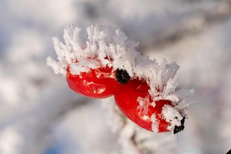 Sonne, Nebel und Frost im Vogtland: Raureif verwandelt Landschaft in ein Winterwunderland - 