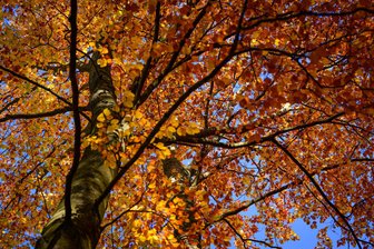 Sonnenschein oder Regen? So wird das Wetter am langen Feiertags-Wochenende in Sachsen - Bunte Farbenpracht im Herbst: Doch wie wird das Wetter am bevorstehenden, langen Wochenende?