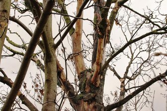 Sorge um Bergahorn-Allee im vogtländischen Mechelgrün - So oder so ähnlich sehen sehr viele der Bergahorn-Bäume aus.