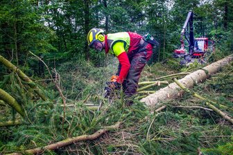 Sorge vor zerstörten Waldwegen durch Holzernte im Vogtland: „Mir geht es darum, dass der Wald in Ordnung ist“ - 300 Festmeter Holz sollen 2025 in den kommunalen Waldflächen in Ellefeld geerntet werden. Über den Zeitpunkt der Maßnahme gab es Gesprächsbedarf.