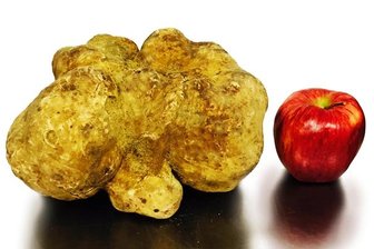 Sotheby's versteigert knapp zwei Kilo schwere weiße Trüffel -