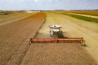 Spätfröste, Regen, Wetterwechsel: Wird die Ernte auf Sachsens Feldern in diesem Jahr zum Glücksspiel? - Die Erntesaison hat begonnen: Ein Mähdrescher mit Raupenfahrwerk des Landwirtschaftsbetriebes Milchcenter „Dorfheimat“ Prausitz erntet Raps.