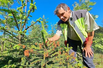 Spätfrost im April: Folgen für Land- und Forstwirtschaft im Erzgebirge jetzt abschätzbar - Der Borstendorfer Revierförster Mischa Schubert sieht sich eine Fichte an. Nach dem Spätfrost sind die frischen Triebe abgestorben.
