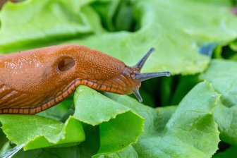 Spanische Wegschnecke wird in Sachsen zur Plage - was Gärtner gegen die Nacktschnecke tun können - Des Gärtners fiesester Feind: Spanische Wegschnecken sind unersättlich und raspeln vor allem zarte Triebe und süße Früchte gnadenlos kurz und klein.