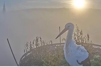 Spannendes Störche-Projekt in Frankenberg: Starkes Stadtmarketing dank Youtube - Am Morgen des 14. Oktobers 2025 ist der Storch beim Sonnenaufgang zu sehen.