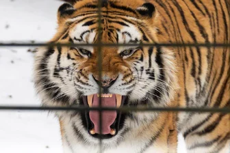 Sparschwein, Tiger & Co. - Wie geht es mit dem Chemnitzer Tierpark weiter? - Volodya ist ein sibirischer Tiger, der den Winter nicht mag.