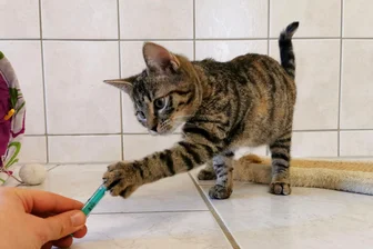 Spenden gegen die Uhr: Alles-oder-nichts-Aktion fürs Vielauer Tierheim - Katze Nathalie ist eins von vielen Tieren im Vielauer Tierheim, für die monatlich Tierarztkosten anfallen.