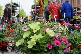 Spezialmarkt in Werdau: Tipps für Blütenpracht inklusive - Pflanzen für Garten und Balkon werden am Samstag auf dem Marktplatz in Werdau angeboten.