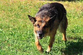 St. Egidien: Feuerwehr rettet Schäferhündin aus Güllegrube - Nach ihrer Befreiung beschnupperte die augenscheinlich unversehrte Kira ihre Retter, bevor sie sich der unschönen Gerüche mit einem Sprung in den angrenzenden Teich entledigte.
