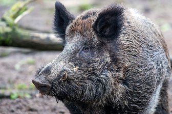 Staatsbäder in Bad Elster wollen Wildschweine mit Böllern vertreiben -