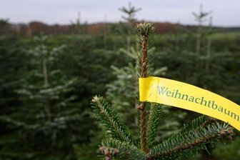 Stadt Chemnitz: Keine Weihnachtsbäume zum Selbstschlagen -