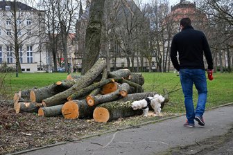 Stadt Chemnitz muss mehrere Bäume fällen - So wie 2024 im Schillerpark müssen jetzt in Chemnitz weitere Bäume weichen.