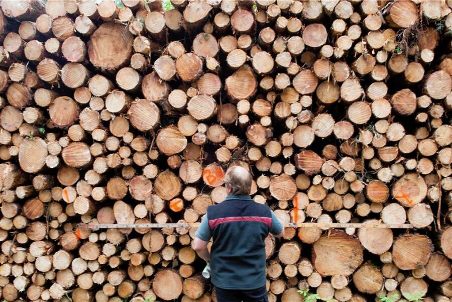 Stadt Elsterberg verjüngt ihren Wald - Fast zwei Drittel des Elsterberger Holzeinschlags 2022 waren keine planmäßige Ernte, sondern sogenanntes Kalamitätsholz (Symbolfoto). 
