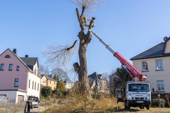 Stadt fällt prägende Weide in Rempesgrün -