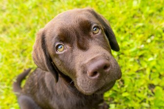 Stadt im Erzgebirge in Not: Jetzt geht’s ans Eingemachte - Wer in Jöhstadt Hunde hält, muss künftig höhere Steuern zahlen.