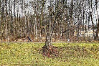 Stadt Plauen: Große Bäume am Elsterufer gekürzt - So wie diesen Baum hat die Stadt jetzt noch zwei weitere Linden nahe der Alten Elsterbrücke kürzen lassen.
