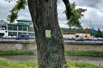 Stadt Plauen lässt alte Baumstümpfe stehen: Was es damit auf sich hat - Am Elsterufer hat die Stadt einen Torso als Habitat-Baum gekennzeichnet.