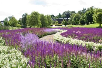 Stadt Reichenbach stutzt Salbeiwellen um die Hälfte - Die imposanten Salbeiwellen im Reichenbacher Landesgartenschau-Gelände, dem heutigen Park der Generationen. 