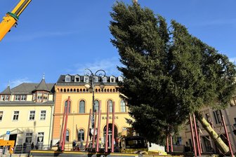 Stadt Reichenbach sucht vier stattliche Tannenbäume - Der Weihnachtsbaum schwebt vorm Reichenbacher Rathaus ein.