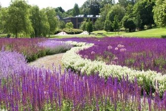 Stadt stutzt Salbeiwellen um die Hälfte - Die imposanten Salbeiwellen im Reichenbacher Landesgartenschau-Gelände, dem heutigen Park der Generationen.