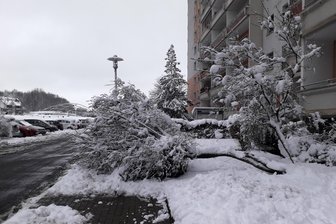 Stadt warnt vor Schneebruch - Tierpark Hirschfeld bleibt geschlossen - An der Nicolaistraße in Zwickau gab ein Baum der Schneelast nach.