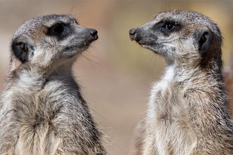 Stadtbibliothek Schwarzenberg blättert lustige Tiergeschichte auf - „Haste schon gehört? Im Bilderbuchkino läuft diesmal „Karneval im Zoo“.