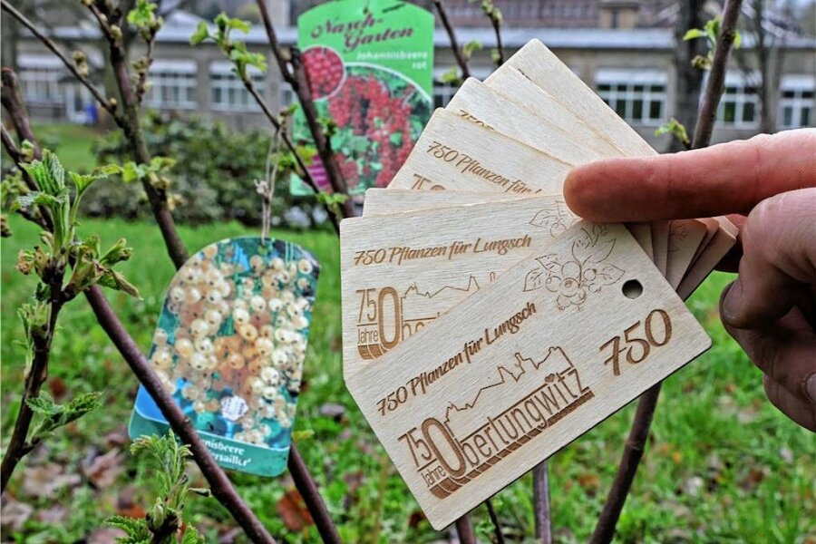 Stadtfarben kommen im Jubiläumsjahr mit Sträuchern in die Oberlungwitzer Gärten - Es gibt 749 Baumanhänger für die gesponsorten Pflanzen. 