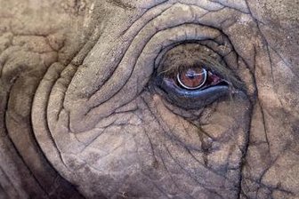 Stadtrat bleibt beim Wildtierverbot in Zirkussen -