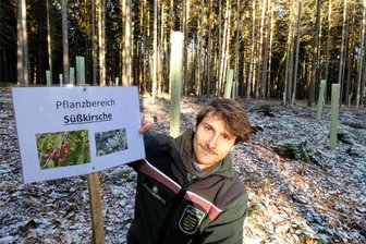 Stadtwald Reichenbach: Fichtenbestände werden gezielt gelichtet - Revierförster Dominik Feudel an einem vom Gewerbeverein Reichenbach im Herbst mit Süßkirschen bepflanzten Randbereich bei Buchwald.
