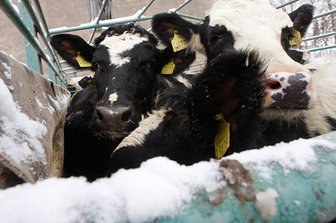 Stalldach stürzt ein und tötet fünf Kühe - Diese Färsen konnten am Sonntag gerettet werden.