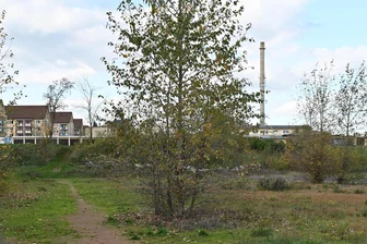Stammtisch: Ideen für Stadtwald in Rochlitz im Fokus - Wo früher unterhalb der Hochuferstraße ein Hartplatz war soll der Rochlitzer Stadtwald wachsen.