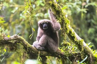"Star Wars"-Affe schwingt sich durch chinesische Wälder -
