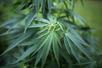 Starker Geruch: 21-jähriger Autofahrer mit mehr 100 Gramm Cannabis im Erzgebirge erwischt - Der 21-Jährige muss sich unter anderem wegen Fahrens unter Einfluss berauschender Mittel verantworten.