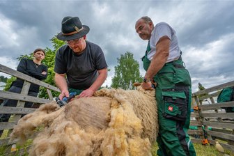 Starkregen: Diese Veranstaltungen im oberen Vogtland fallen aus - Die Schafe bleiben ungeschoren: Der Schäfertag am Sonntag im Vogtländischen Freilichtmuseum Eubabrunn ist wegen der Wetterlage abgesagt worden.