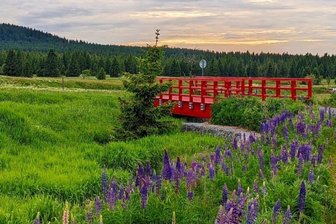 "Steig auf" statt "Steig ei" - Fotowettbewerb gestartet - Dieses Bild entstand bei Boží Dar, wo derzeit die Wiesen in ihrer sommerlichen Farbenpracht erstrahlen und die Dämmerung noch einen besonderen Reiz ausmachte.