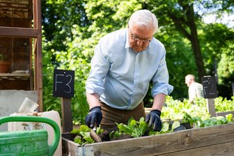 Steinmeier zum Grundgesetztag: Demokratie braucht Tatkraft - Steinmeier gärtnert in einem Hochbeet in Berlin-Neukölln.