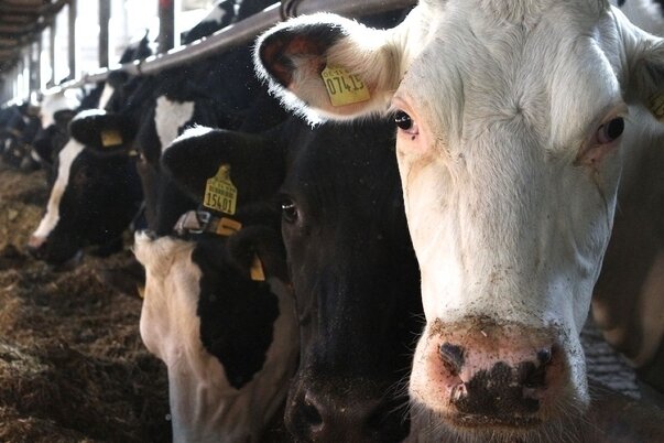 Das rätselhafte Rindersterben in Thoßfell geht weiter.