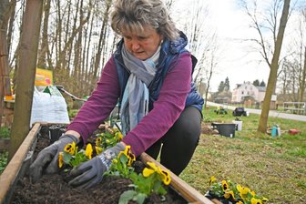 Stiefmütterchen und frische Farbe für Kirchbach - Ines Weigand gehörte zu den Teilnehmern beim Frühjahrsputz in Kirchbach.