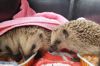 Stirbt der Igel aus? - Was Vogtländer zur Rettung der putzigen Stacheltiere tun können - Igel werden mit Katzenfutter fit für ihre Rückkehr nach draußen gemacht.