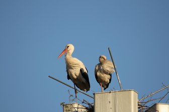 Störche auf dem Mobilfunkmast neben der Tankstelle in Claußnitz: Geht das gut? - Erstmals haben zwei Störche auf einem Mobilfunkmast an der Tankstelle Burgstädter Straße in Claußnitz Quartier bezogen.