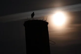 Störche bei Vollmond auf der Crimmitschauer Schlachthof-Esse -