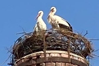Störche beziehen frisch gemachtes Nest - Ein Storchenpaar hat sein Eigenheim bezogen. 