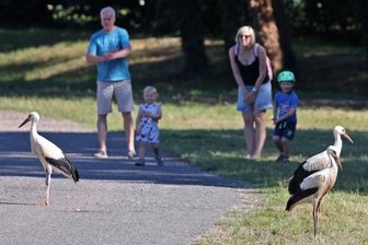 Störche: Futtermangel sorgt für Verluste - Diese drei jungen Störche sind auf der Esse am Glauchauer Gründelpark geschlüpft und spazieren aktuell zur Freude von Parkbesuchern umher, ehe sie sich auf den Weg in den Süden machen.