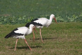 Störche in Naundorf verschieben Abflug gen Süden - Weißstörche auf einem Feld zwischen Naundorf und Hilbersdorf. Die Aufnahme entstand Anfang November.