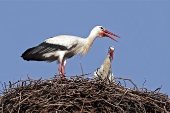 Störche klappern in der Glauchauer Region ungewöhnlich früh - Das Brutpaar auf dem Schornstein der Gelectra-Esse in Glauchau.