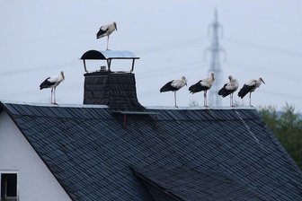 Störche kommen aus einem bestimmten Grund nach Waldenburg - 