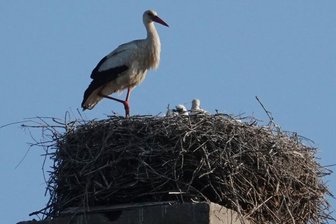Störche schlüpfen dieses Jahr so früh wie noch nie - Bereits im April sind Jungvögel auf der Esse an der Neukirchener Hauptstraße geschlüpft. 