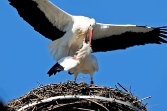Störche sind in Waldenburg zurück - In Waldenburg sind beide Störche wieder am Nest.