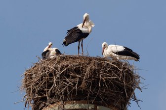 Störche werden flügge: Der beste Blick auf die Nester von Hainichen bis Rochlitz - Drei der vier Jungstörche im Nest auf dem Schornstein an der Colditzer Straße in Rochlitz.